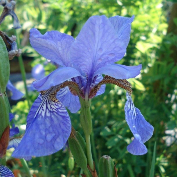 Iris sibirica 'Heavenly Blue'