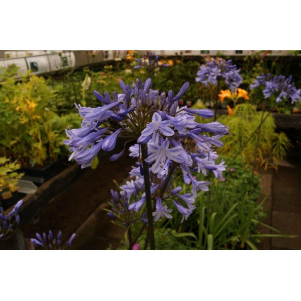 Agapanthus h 'Dr Brouwer'