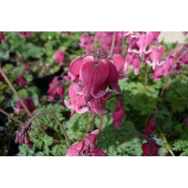 Dicentra h 'King of Hearts'