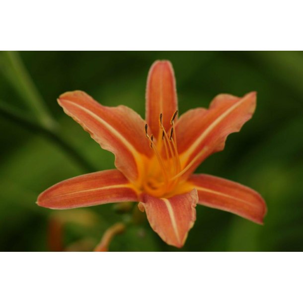 Hemerocallis h 'Apricot Beauty'