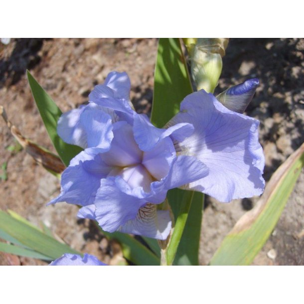 Iris germanica 'Jane Philips'