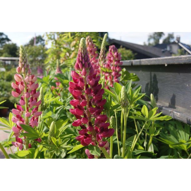 Lupinus poly 'Gallery&reg; Red Shades'