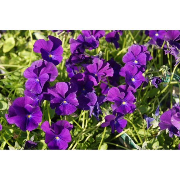 Viola cornuta 'Martin'