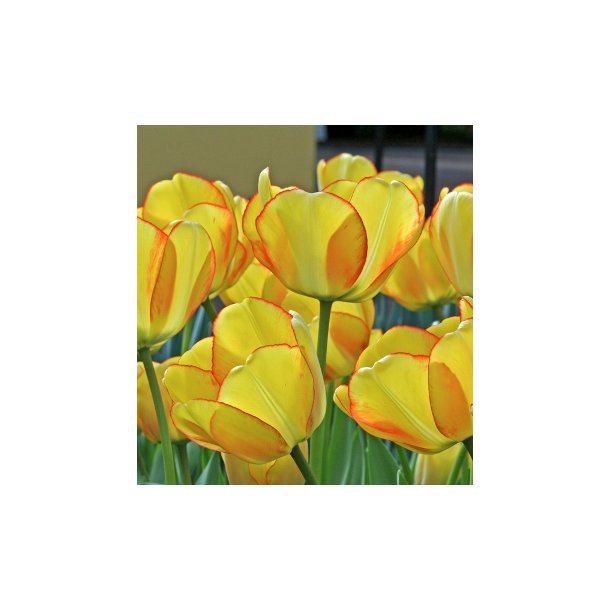Tulipan 'Beauty of Spring'