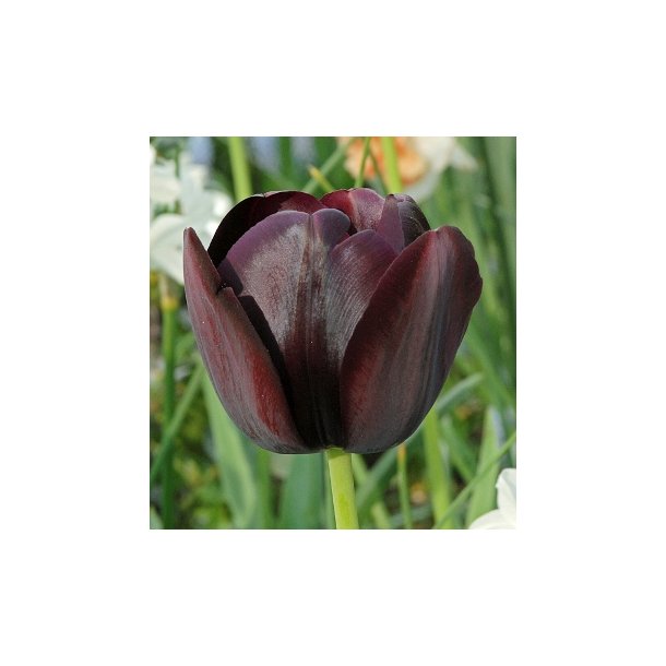 Tulipan 'Queen of Night'