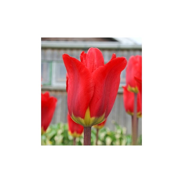 Tulipan 'Spring Garden'