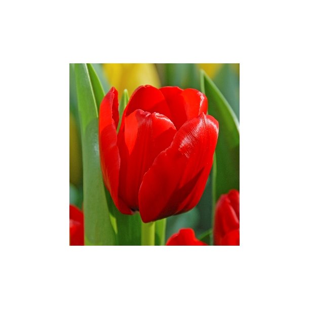 Tulipan 'Unique de France'
